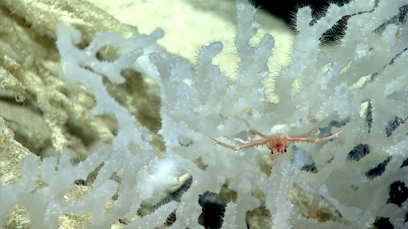 Figure 1: Tubular sponge collected during Dive 06 of the current expedition.