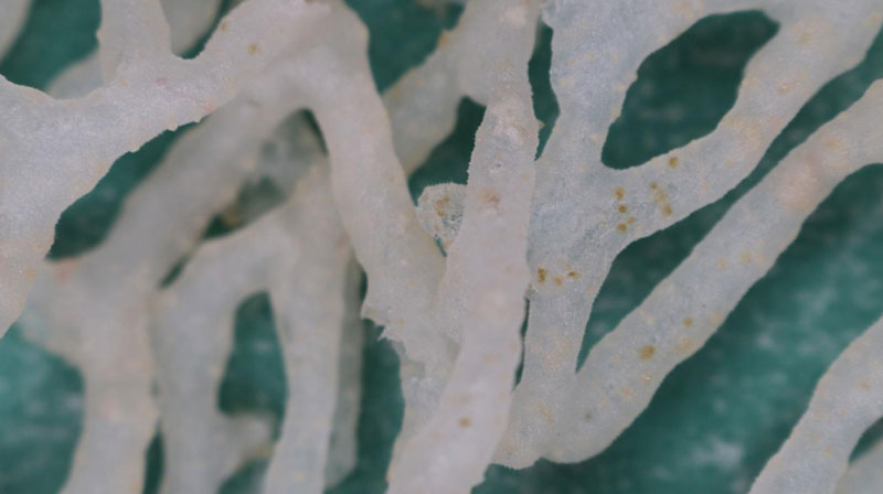 Figure 2: Close-up of the tubular sponge showing the retracted polyps of a commensal cnidarian (yellow spots in branches).