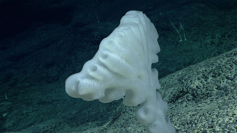 Figure 3: The turbocharger glass sponge collected during Dive 05 of the current expedition.