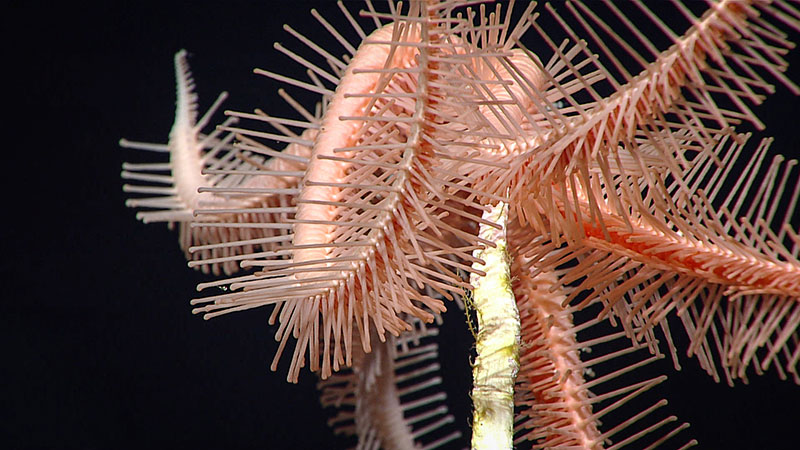 Brisingid sea star using pedicellariae-covered spines.