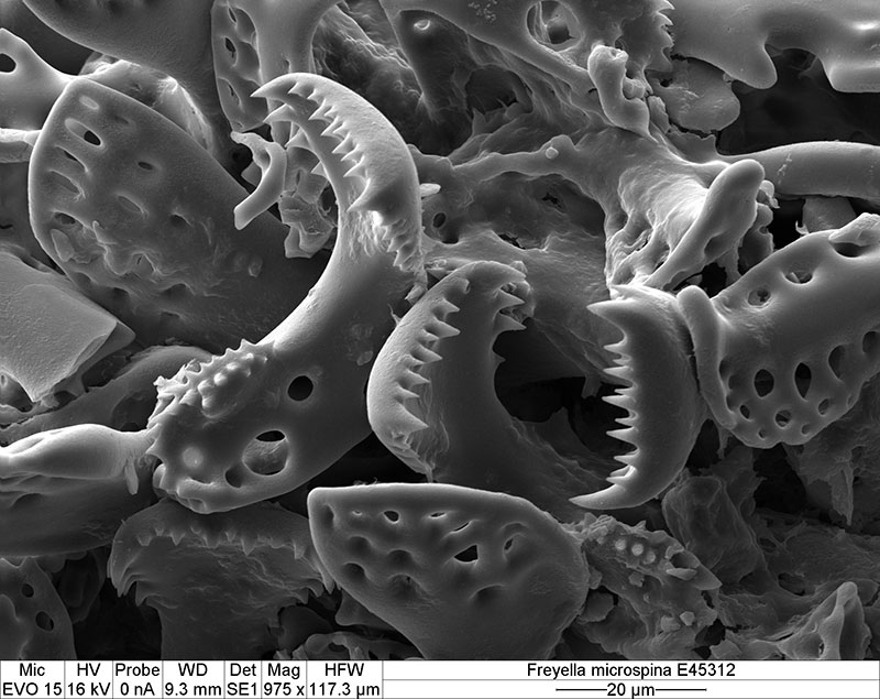 Each brisingid pedicellariae jaw is about 0.4 millimeters (0.02 inches) across. Hundreds of millions of these are present on each spine, forming the “death velcro.”