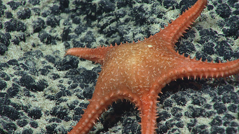 The top surface of this new species of Evoplosoma is covered by pedicellariae.