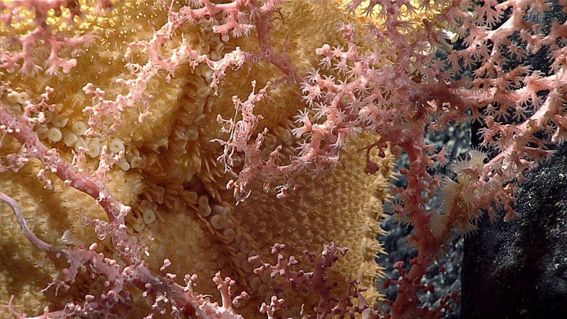 Close-up view of pedicellariae in action.