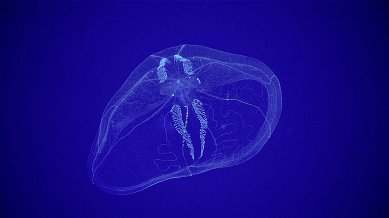 This ctenophore, or comb jelly, belongs to the genus Thalassocalyce. Only one species is currently described and the present species is either a mature form of that species, Thalassocalyce inconstans, or it is a new deeper-living species. The white bands that occur in pairs are the gonads of the animal and their resemblance to eyes when the hemispherical, medusoid body is viewed from above lend it its common Japanese name of the “mask jelly.”
