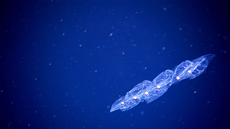 The rounded, pigmented guts of these salps are clearly visible in the individual salps in this chain. The way these asexual zooids are attached to each other gives hints as to the genus. If the zooids are arranged in a circle, then the genus is probably Cyclosalpa; as a helix it is probably Helicosalpa. The exact number of muscle bands and where, or if, the bands merged with one another are important taxonomic characters to tell salp species apart. The present species could well belong to the genus Salpa.