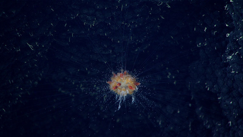 A notable cnidarian observed during Dive 14 of this expedition was a red-orange benthic “dandelion” siphonophore seen on the underside of a large basalt boulder.