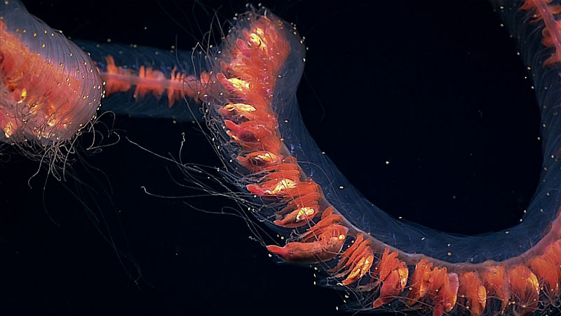 This intact deepwater siphonophore was observed during the Discovering the Deep: Exploring Remote Pacific Marine Protected Areas expedition. Although they may appear to be a single organism, these giant siphonophores are actually comprised of a colony of individual hydrozoans, each specialized for different functions such as swimming, feeding, and reproduction. 