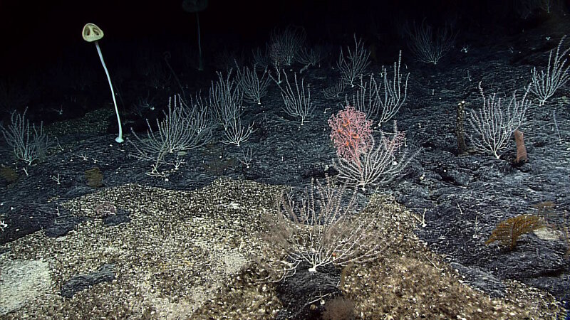 High-density coral community from Pioneer Bank in Papahānaumokuākea Marine National Monument.