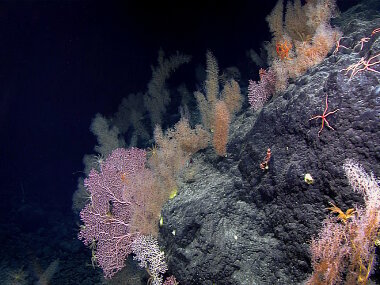 On September 10, 2017 while exploring Sibelius Seamount, the team observed this garden of coral at a depth of 2,465 meters. This garden was one of two high-density communities observed during the dive.