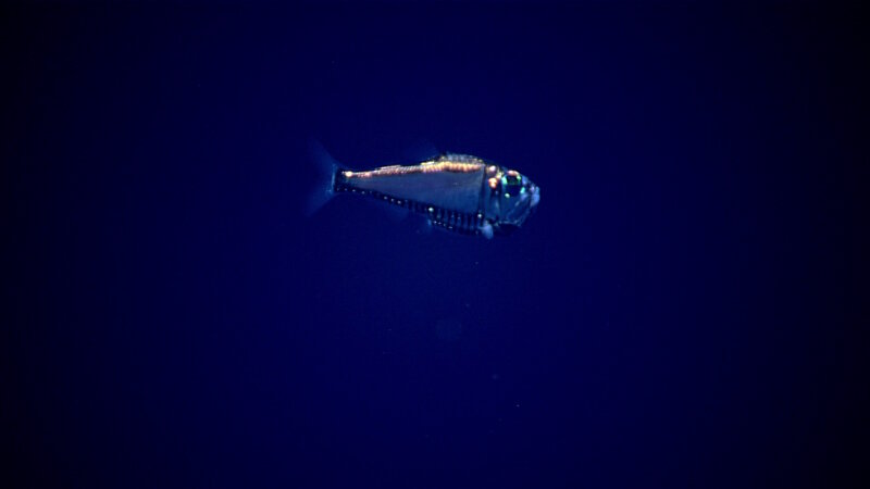 This hatchetfish was spotted in the water column at a depth of 500 meters (1,640 feet) during midwater transects on September 10, 2017.