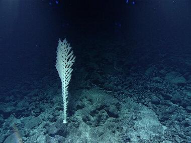 Glass sponge observed at 2,730 meters while diving at Gounod Seamount on September 11, 2017.