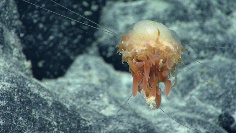 Dandelion siphonophore observed at Gounod Seamount. This community of zooids, making up the siphonophore, was anchored to the surrounding substrate.