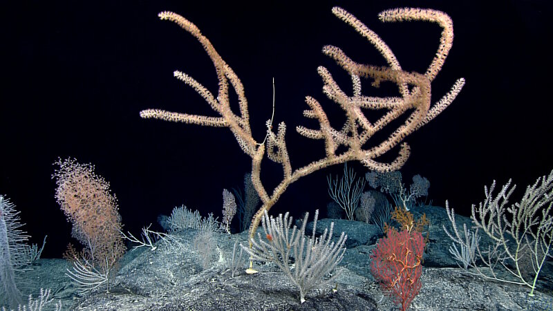 A diverse, dense coral community was present throughout the dive at Debussy Seamount. Several colonies were very large, indicating a stable environment for many years.