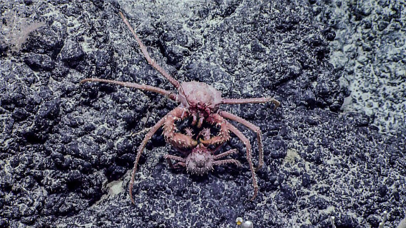 This pair took our science team by surprise. These two Paralomis crabs appear to be in a delicate mating dance.