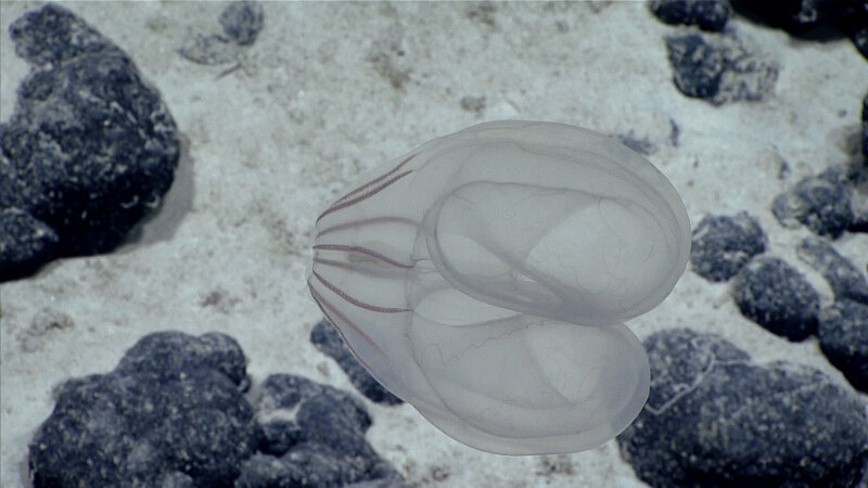 On Dive 09 at Verdi Seamount, the team observed this ctenophore that may be new to science as it is an undescribed species and in an undescribed family.