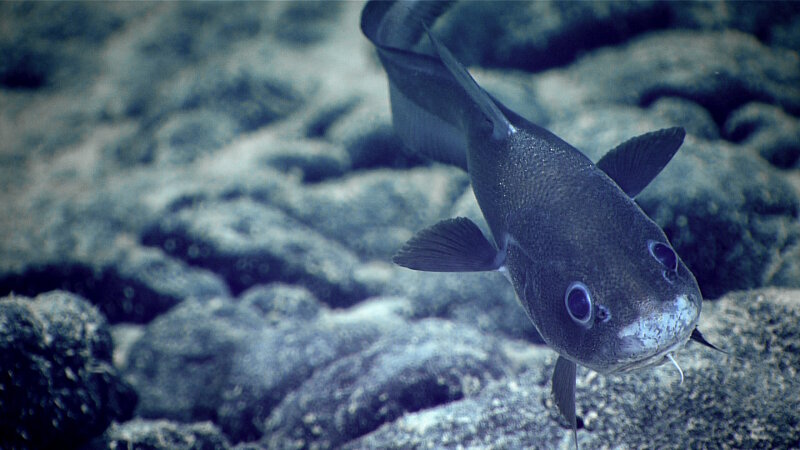 On September 15, 2017 while diving on Verdi Seamount this curious rattail fish (Coryphaenoides sp.) with parasitic copepod on fin checked out ROV Deep Discoverer.