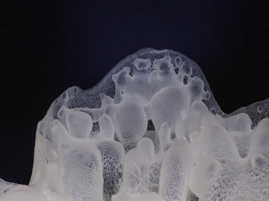 Close up view of the structure of one of the many glass sponges observed at Shostakovich Seamount.