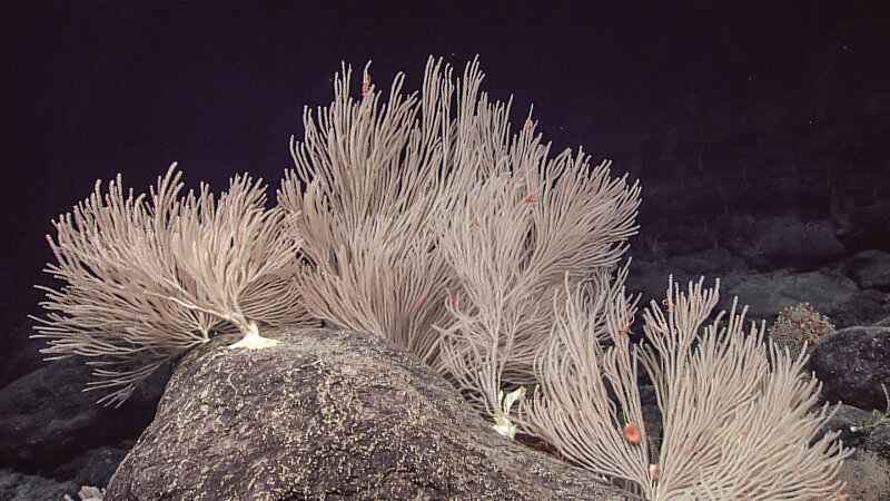 At the beginning of the dive on Mussorgsky Seamount, the corals were aligned perpendicular to the current.