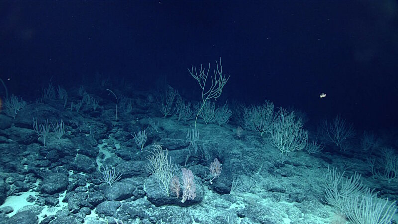 As the ROVs left the summit of Mussorgsky Seamount, coral continued in every direction as far as the light pool reached.