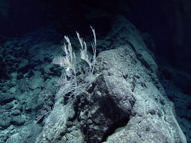 Pleurogorgia militaris chrysogorgid coral on massive pillow flow outcrop at a depth of 2,527 meters on Liszt Seamount.