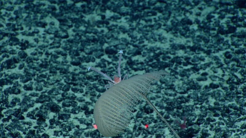 Pink and purple squat lobster, perched on a black coral, is thought to belong a new genus.