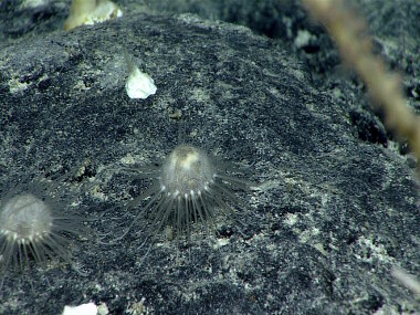 This pair of unusual urchins with soft spines were found at close to 2290 meters depth. They have long spines as a “skirt” around the bottom of the urchin, short spines on top, and long tube feet that they use to walk on the bottom.These urchins are small, about 3 cm across the test.
