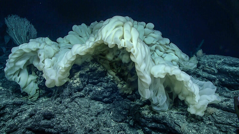 This large rippled sponge, approximately four meters (13.1 feet) in length, looks to be the same animal discovered during the Okeanos Explorer 2015 Hohonu Moana expedition. It may be in the hexactinellid family Rossellidae and subfamily Lanuginellinae. The sponge was found at 2,150 meters (7,054 feet).