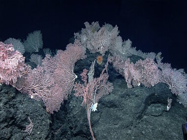 A dense pink coral garden was found at nearly 1800 meters on Mendellsohn Seamount. Many of the colonies were exceptionally large.