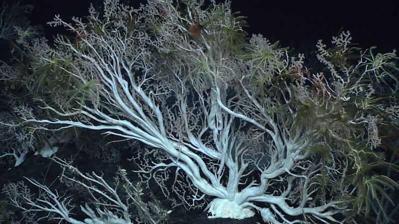 A pink coral (Hemicorallium sp.) observed at ~1,654 meters (5,426 feet) had a base approximately 18 centimeters (seven inches) wide, indicating a particularly old colony. The colony was covered with crinoids.