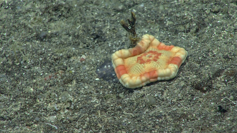 This cookie star was identified as Sphaeriodiscus ammohiluis. It has distinctive alternating bands of darker and lighter orange. This animal was found at 363 meters (1,190 feet) depth.