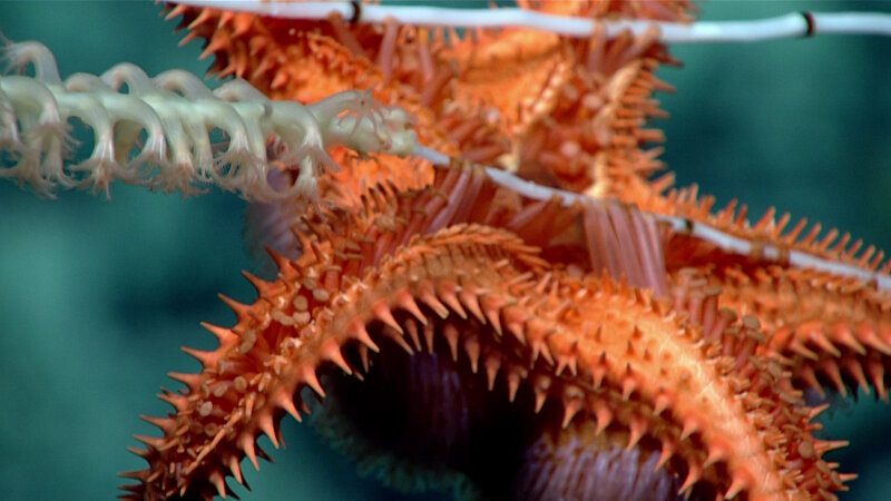 One of many sightings during today’s dive of a seastar feeding on coral.