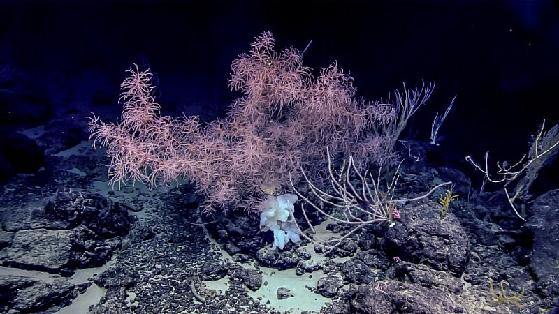 While at “Tropic of Cancer” Seamount, we observed a diversity of coral and sponge species. Shown here is a glass sponge and a diversity of octocorals.