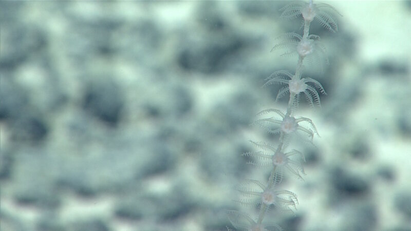 This Primnoid coral was observed at a depth of approximately 3,280 meters (2.0 miles) while diving on “Beach Ridge.” Participating scientists suggest this may be a new genus due to the arrangement of the polyps on the main stalk.