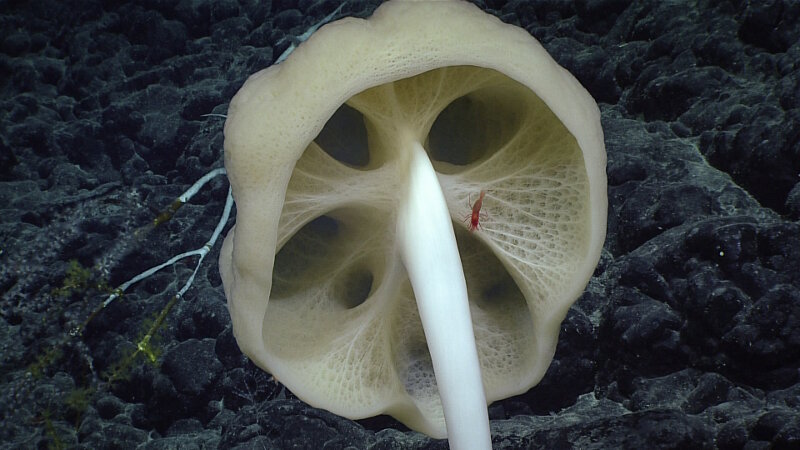 Glass sponges can provide habitat and protection for small organisms like this shrimp, observed at a depth of 3,146 meters (1.95 miles).