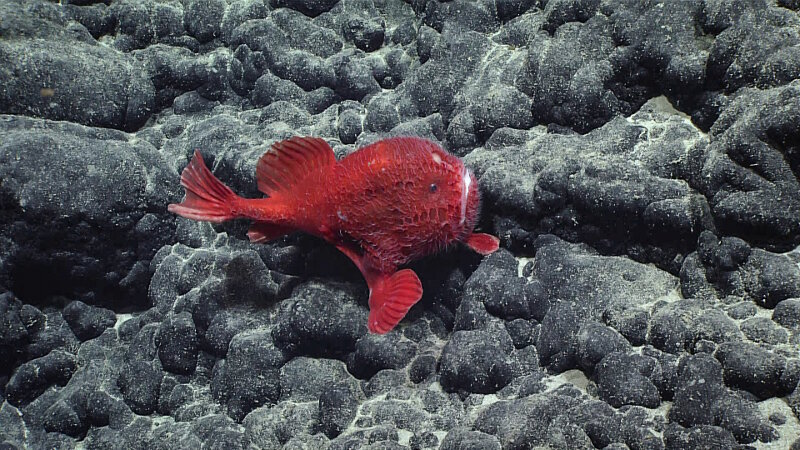 This chanux, a type of anglerfish, was observed at a depth of approximately 3,148 meters.