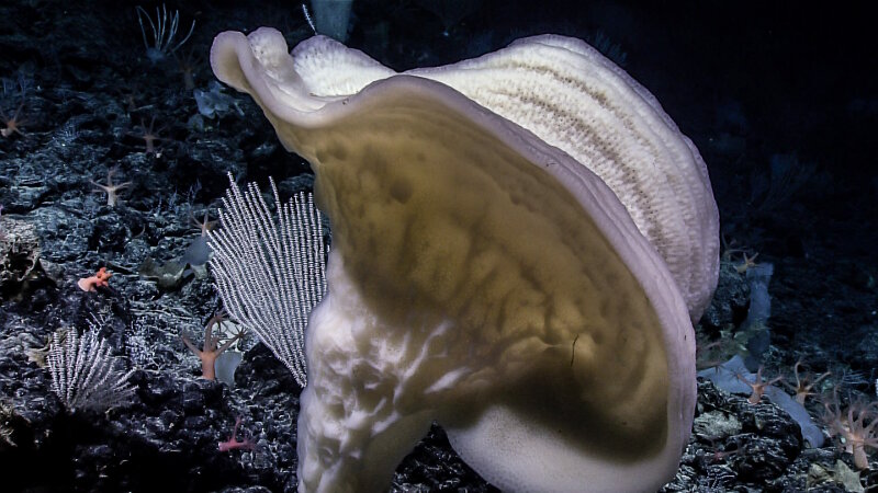 The team observed this unidentified glass sponge while exploring Beethoven Ridge on September 9, 2017. A small sample was collected to help the scientific community identify the sponge.