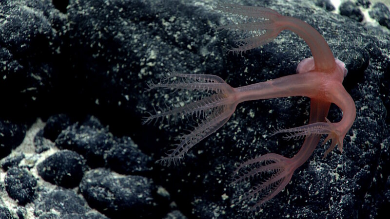 Just one of many Anthomastus sp., a type of octocoral, observed at the summit of Beethoven Ridge.