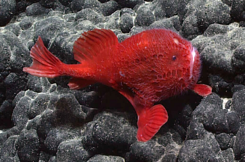 Sea toad or coffinfish (Chaunacops species) was seen at a depth of about 1.96 miles (3,148 meters) during a remotely operated vehicle (ROV) dive at a seamount ridge, dubbed “Beach Ridge,” in the Musicians Seamount group northeast of Oʼahu, Hawaiian Islands.