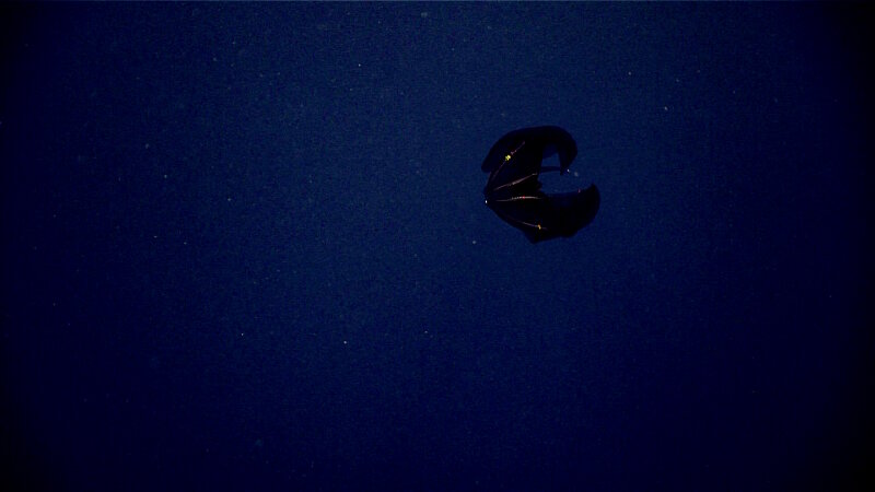 This dark red species of Lampocteis is a lobate ctenophore nicknamed the samurai helmet jelly.