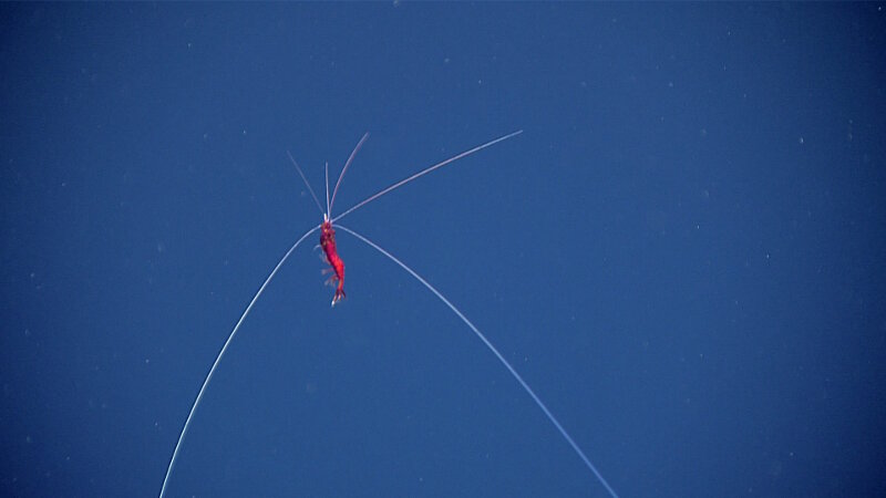 Many midwater animals have long, slender appendages. This sergestiid shrimp is an excellent example with its long antennae reaching out to detect movement.