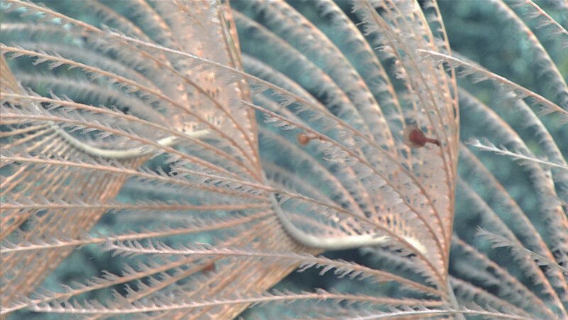 During our dives, we observed multiple instances of this once-thought-to-be rare jellyfish predating upon a coral.