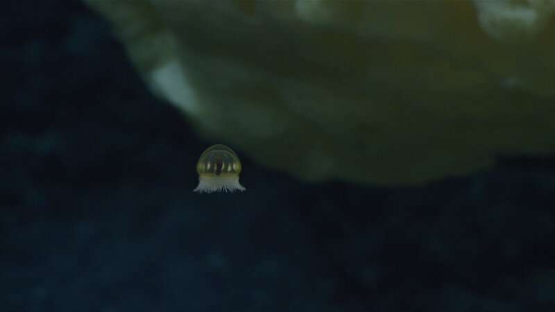 So far during the expedition, we have had several “bonus” observations of water column fauna, like this jellyfish observed at Sibelius Seamount.