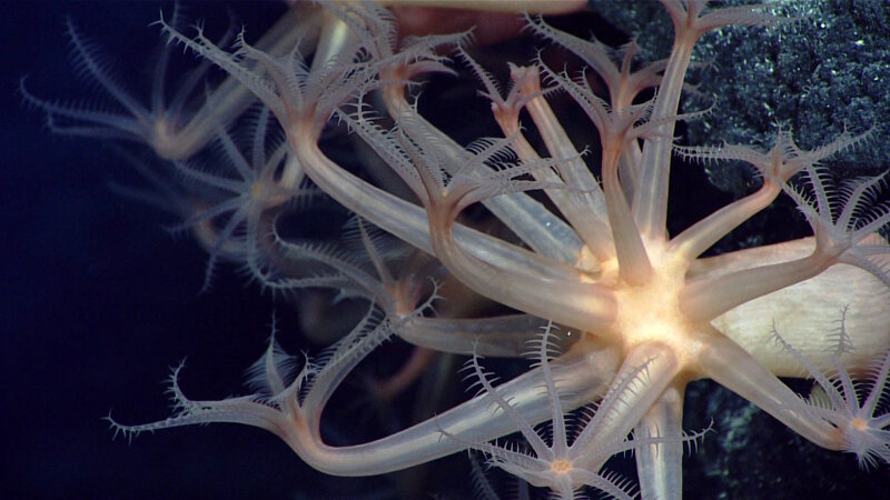 At a couple different sites mushroom corals were common.