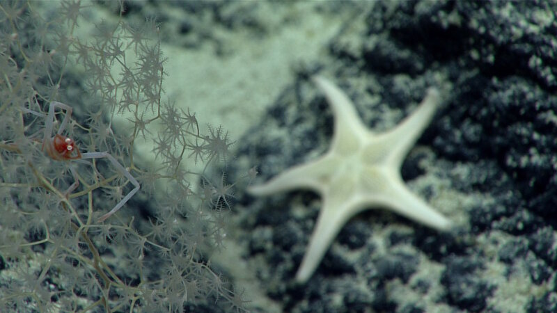 Deep sea corals and sponges provide habitat to a number of organisms. Using ROV Deep Discoverer’s high definition cameras, we are able to see even the smallest associates, like this squat lobster on a Chyrsogorgia colony.