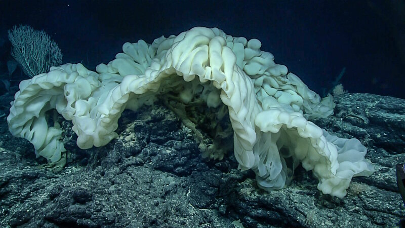 This new species of sponge has only ever been seen twice before in the Northwest Hawaiian Islands. To see it here in the Musicians Seamounts at Schumann Seamount indicates a connection between the two regions.