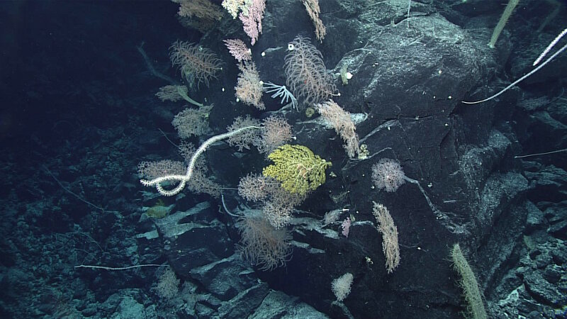 Large, blocky basalt outcrop with dense coral community.