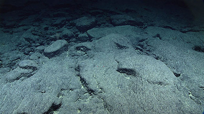 After two amazing weeks conducting the first-ever remotely operated vehicle exploration in the Musicians Seamounts, here are just a few of the high notes.