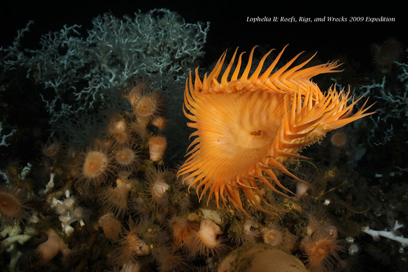 Orange fly-trap anemone on Lophelia pertusa coral reef at Viosca Knoll near 500 meters (1,640 feet) depth.