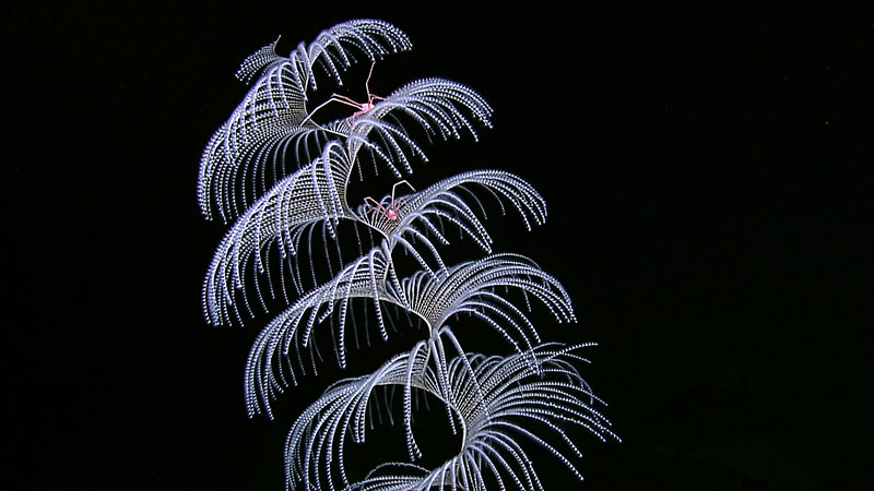 Iridigorgia soft coral with squat lobsters in the northwestern Gulf of Mexico.