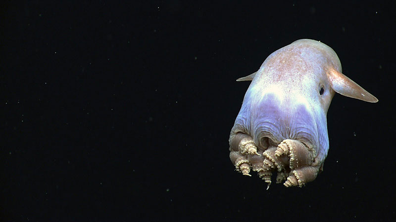 Dumbo octopus imaged by the Okeanos Explorer during a 2014 expedition in the Gulf of Mexico.